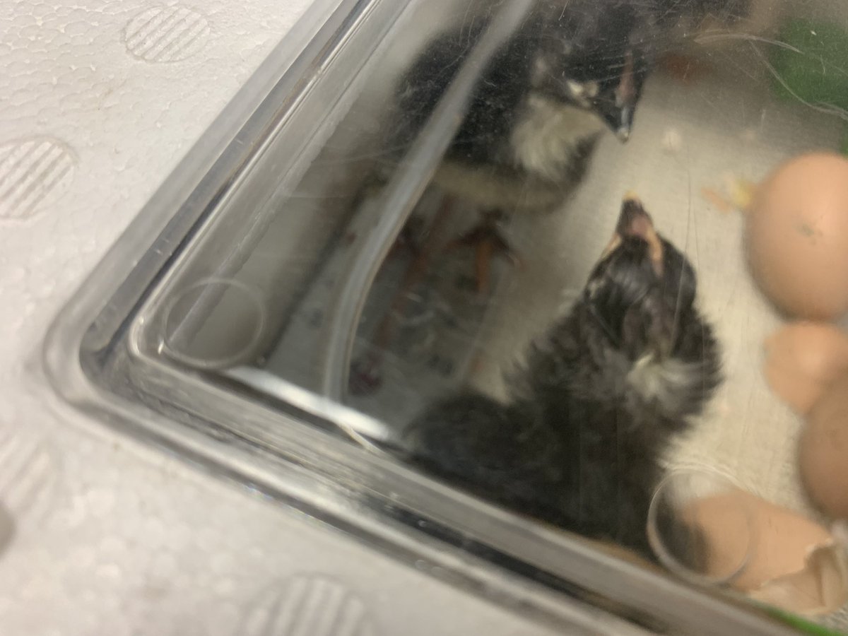 Mount Vernon would like to welcome Bob, Pip, Rupert and Shadow! We expect four more to join us soon. Continue watching our live stream on YouTube. Search EF Streaming.