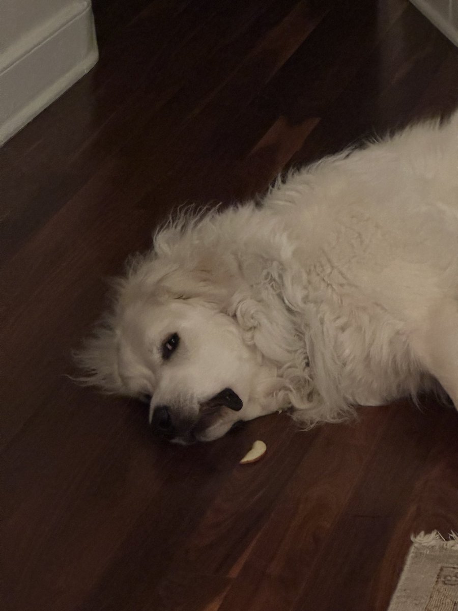 AmandaAgatiPNC's tweet photo. In her “sliced apples are not treats” era
🐻❄️🍎
#FarrahFridays #dogsoftwitter #dogsofX #Xdogs #grumpypyrenees #pyrs #fintwit https://t.co/q4mVcazl8N