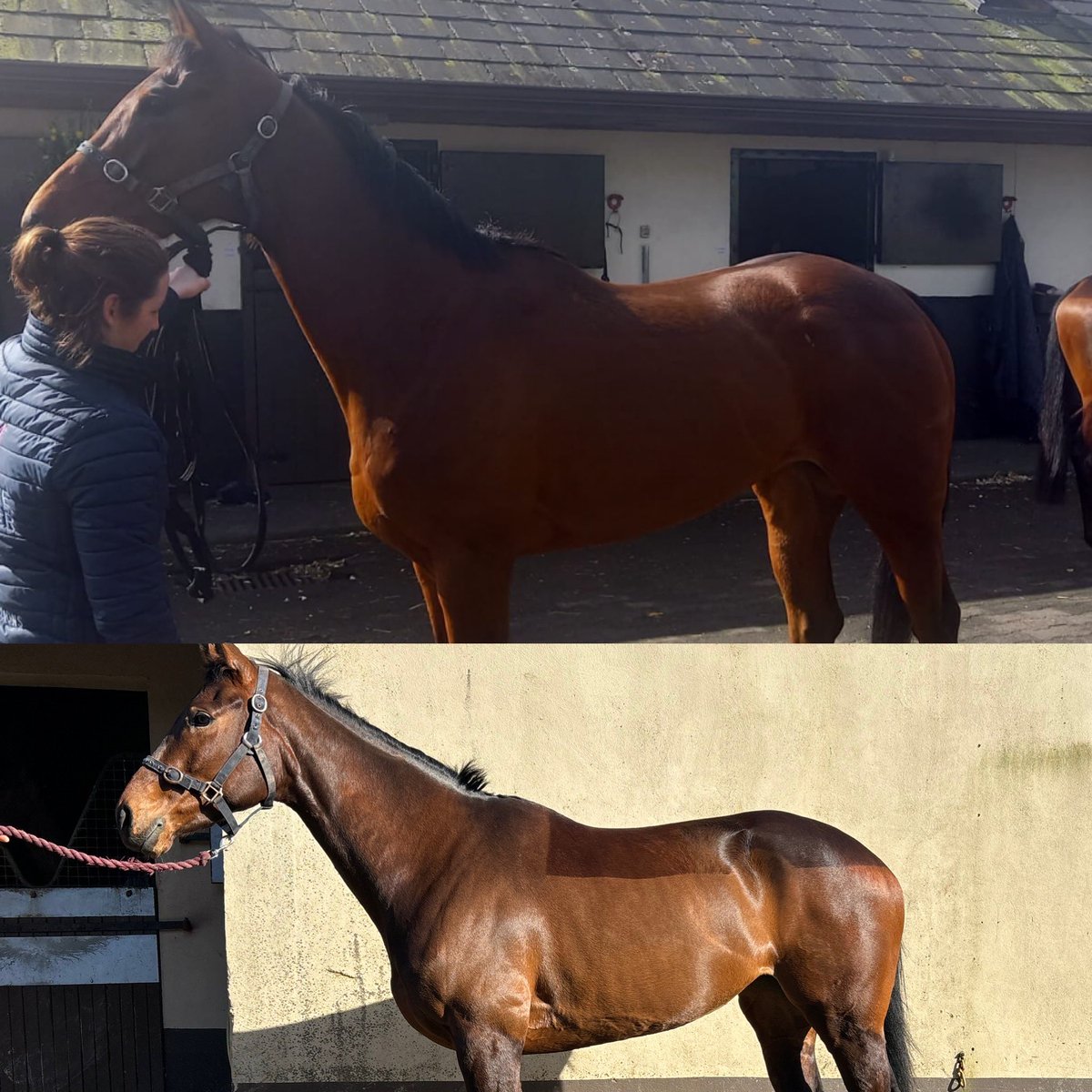 Two gorgeous 4yo fillies headed to @WillieMullinsNH today , top a gorgeous Flemensfirth x Morning Supreme leased for @your_curb from @ashroestud and bottom a classy Shirocco x “Present Diamond”💎 for @ClosuttonRacing , best of luck to all involved