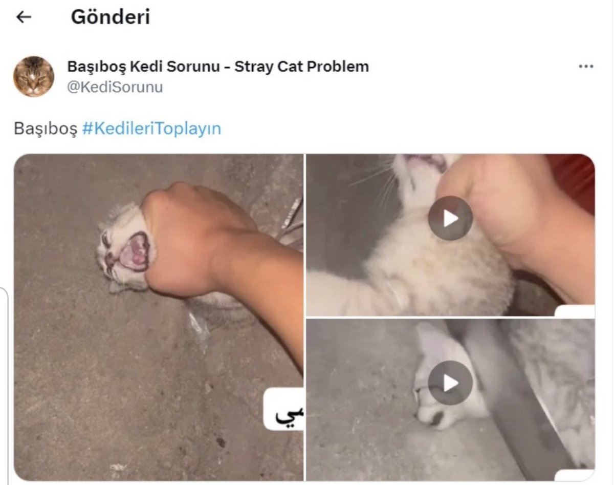 atasnnkz1's tweet photo. Yabancı arkadaşlardan da rica ediyorum
Stray Cat Problem adlı sayfayı X e bildirerek bize yardımcı olun.

#AnimalAbusers #AnimalCruelty #AnimalAbuse https://t.co/fGCuoobJFw