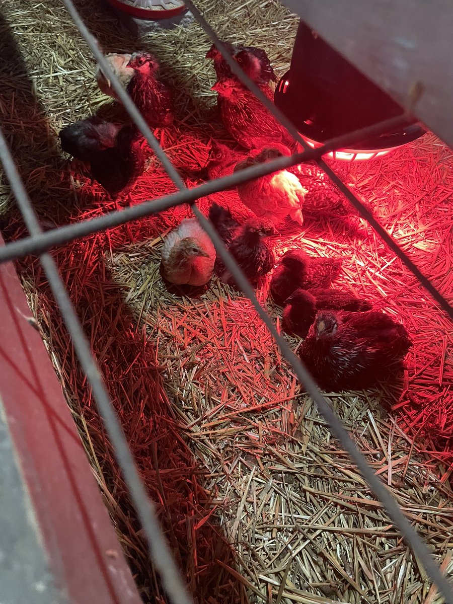 🌱Springtime magic! 🌟 Our newest additions have just cracked into the world – say hello to our adorable baby chicks! 🐥 They're just the beginning of the cuteness coming your way. Stay tuned as we prepare for late summer, when our petting zoo at the mill opens! 🐓🐏🐖