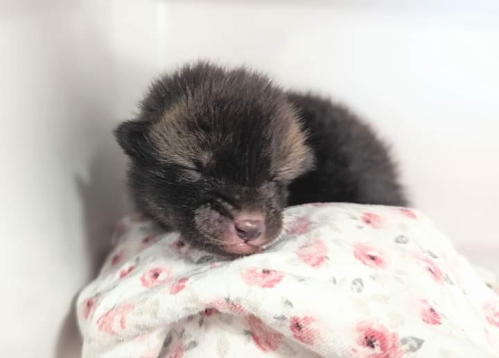 This tiny little female #fox cub was found alone in daylight in a community park, crying for her mummy 😢 As we speak, our team is trying to reunite her with Mum while keeping a close eye on her. 🤞for a reunion 🤞