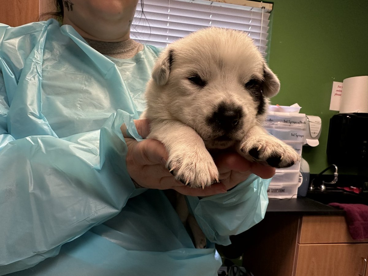 Wayside Waifs tweet media