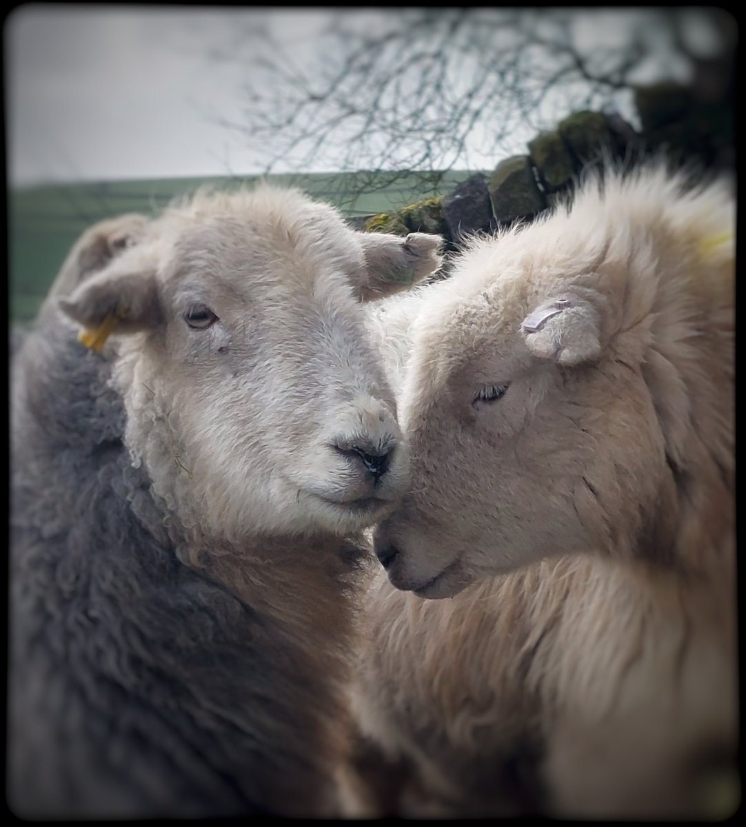 'Mothers to be' 🤍🤍
#herdwicks #hillfarm #lambingtime #Easter #peakdistrict #farmstay #farming #holidaybarns #sheep