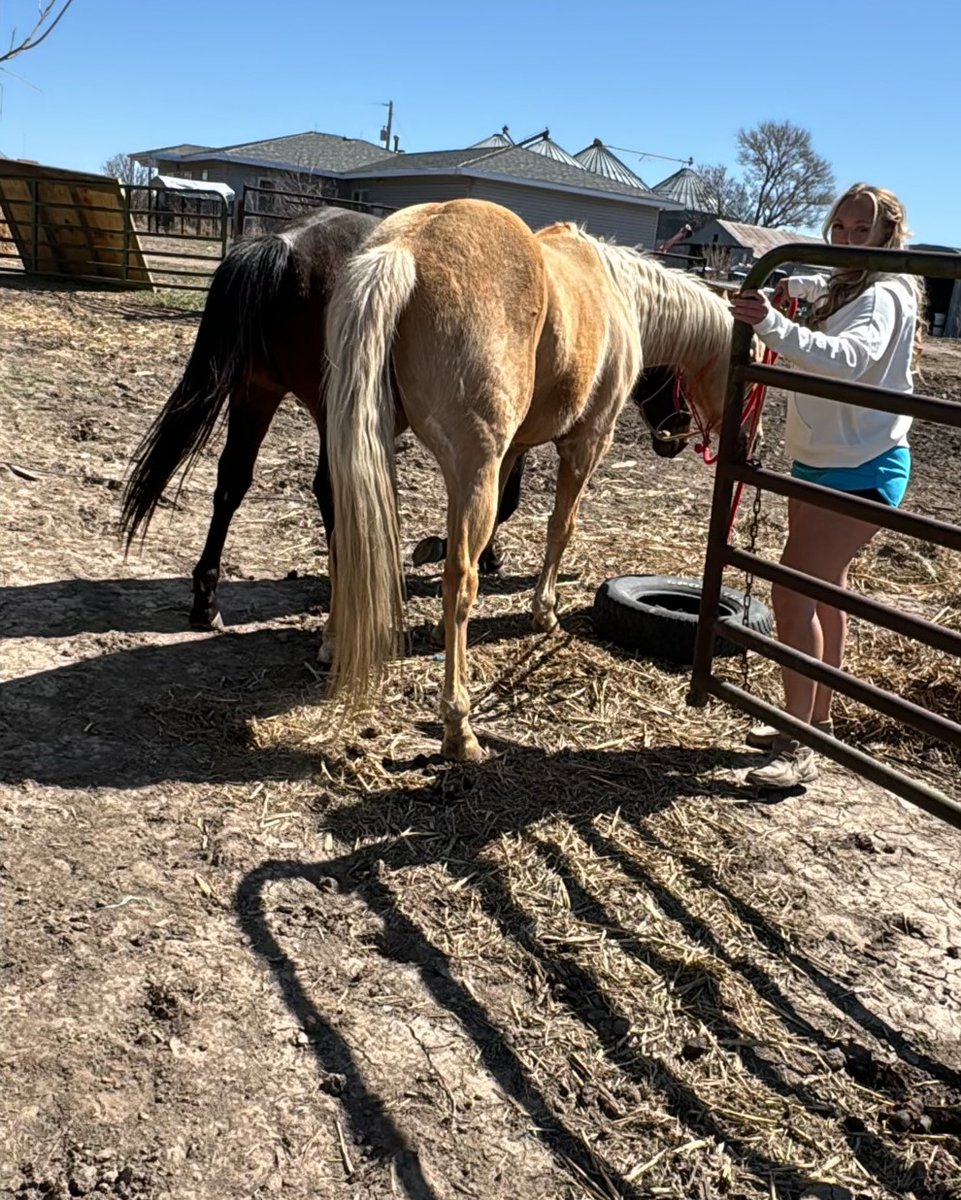 I treated Louis and Rocky to a pampering session today! They loved the snacks and extra pets while getting brushed. 🐴🐕 #GroomingDay #HappyPets #Rancher #Farmer #Nebraska Femalefarmerrancher.com