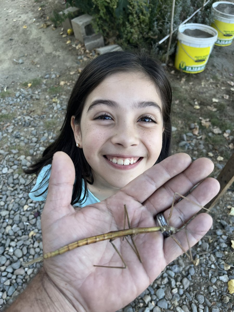 SuperGringo96's tweet image. #stickbug