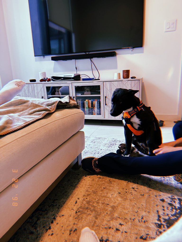 blknoiz06's tweet photo. bros say hi to the homie Zeus 😁 https://t.co/Qo3lyz3ymt
