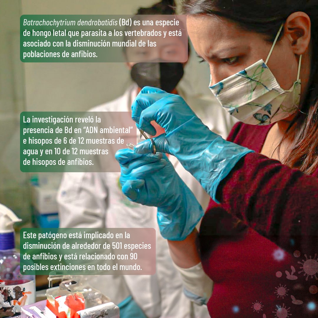 INABIO_EC's tweet photo. 🐸Batrachochytrium dendrobatidis (Bd) es una especie de hongo letal que parasita a los vertebrados y está asociado con la disminución mundial de las poblaciones de anfibios. https://t.co/Qs98JQsQKX