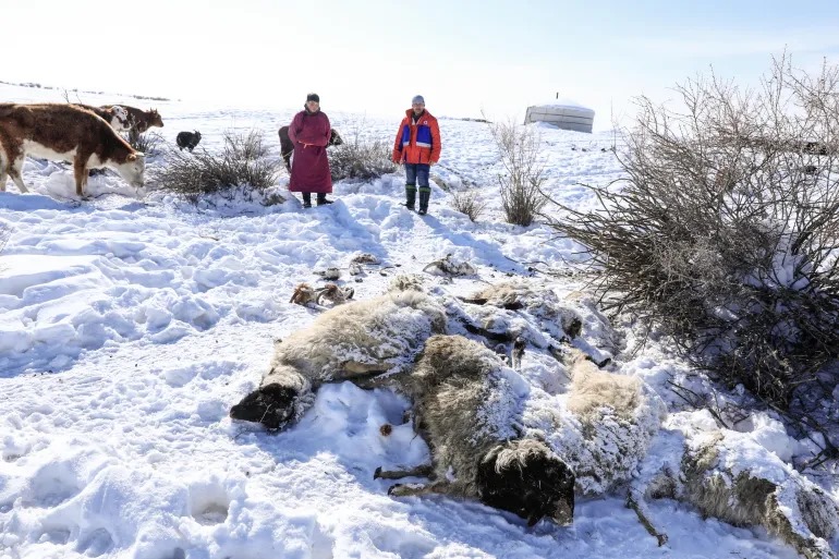 📌#Moğolistan'da çobanlar aylardır süren ve '#dzud' olarak bilinen aşırı soğuklar nedeniyle yaklaşık 4,7 milyon hayvanın hayatını kaybetmesi üzerine acil yardım çağrısında bulundu.

📌En az 2.250 besici hayvanlarının yüzde 70'inden fazlasını kaybetti . 

#Mongolia #WINTER