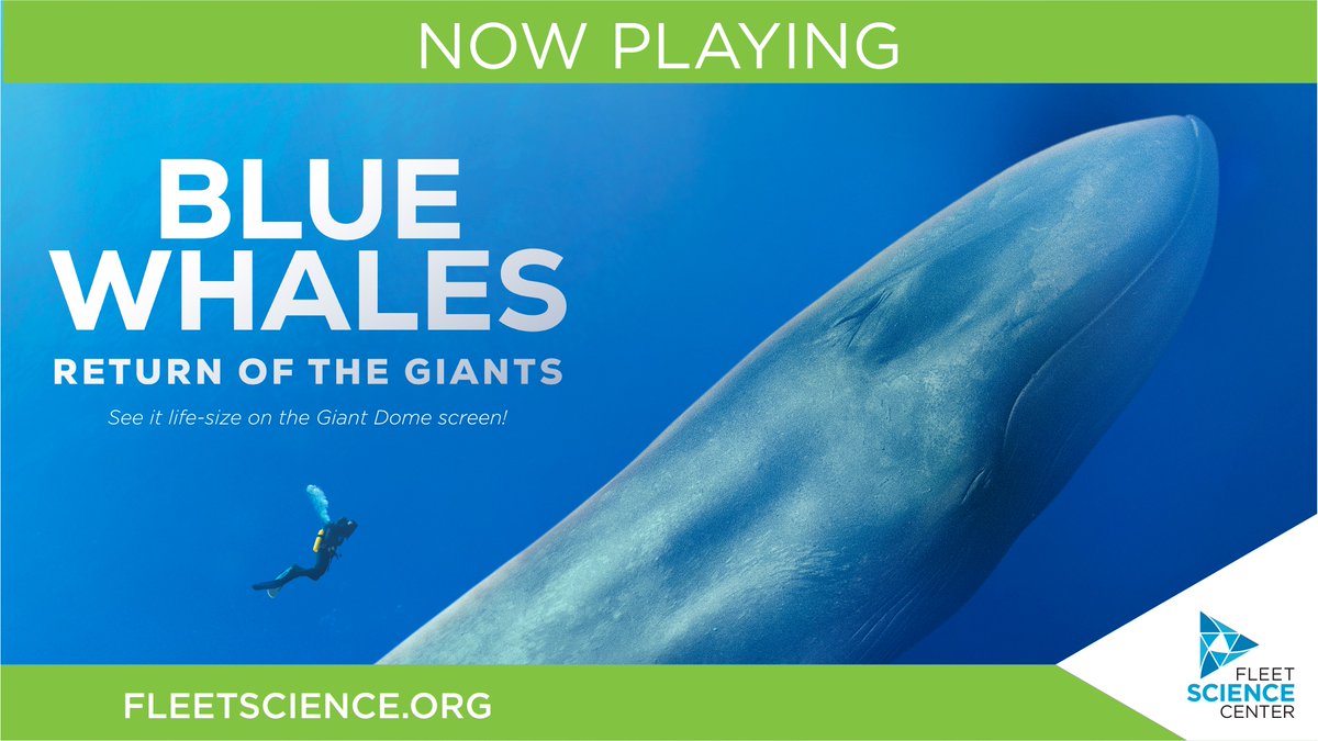 Transform your understanding of the iconic blue whale and follow two captivating scientific expeditions that shed light on a species rebounding from the brink of extinction. 🐋✨ Blue Whales: Return of the Giants is now playing on the Giant Dome screen. bit.ly/3OLFLp2