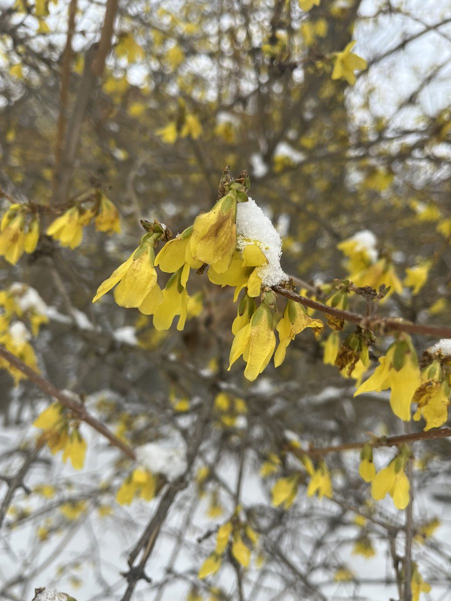 Battle of the seasons at <a href="/michiganstateu/">MSU</a>. Early spring snowfall on recently sprouted blossoms