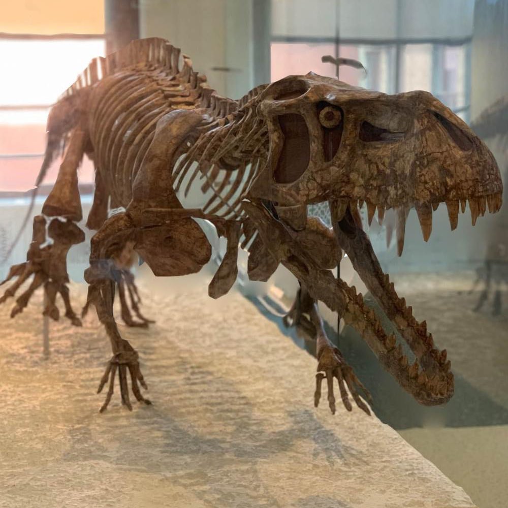 Meet Prestosuchus chiniquensis. It lived in what’s now Brazil some 210 million years ago. Although it was a large animal with big claws & a huge head with sharp-toothed jaws, it wasn't a dinosaur—it's actually a close relative of crocodylomorphs. #FossilFriday