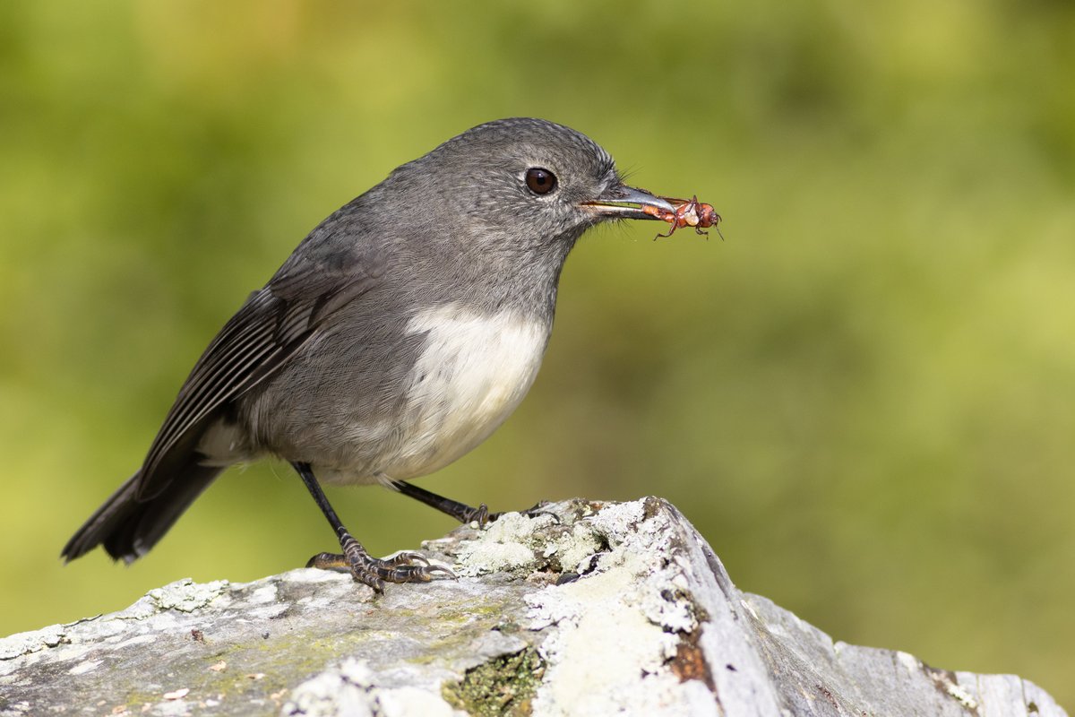 A kakaruwai (South Island robin) with beetle prey. #birdphotography #TwitterNatureCommunity #birds #nzbirds #wildlifephotography #NaturePhotography #BBCWildlifePOTD #ThePhotoHour #PhotoOfTheDay #BirdsSeenIn2024 #SouthIslandRobin #NewZealandRobin #robin #OrokonuiEcosanctuary