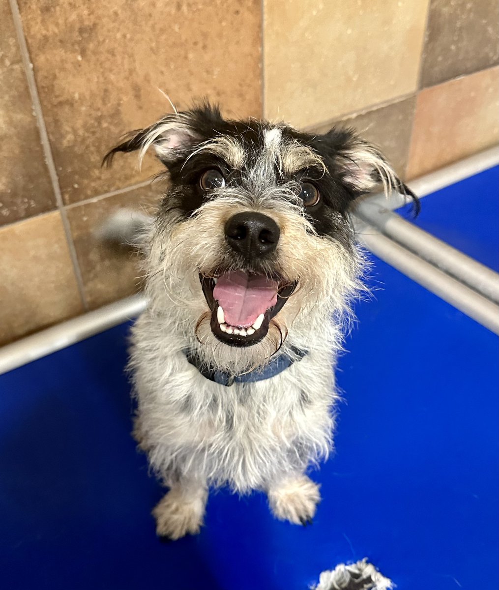 Cody wants you to know about all of the weekend festivities that you can be apart of when you head down to PetSmart this weekend 🤸‍♀️ He and all of his friends are going to show off and find their FUREVER FAMILY❣️ Come change the life of an animal in need by adopting this weekend🌈