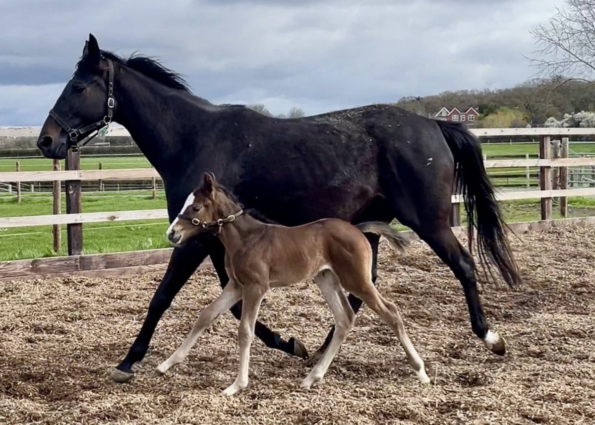 SAQUEBOUTE and her smart WALZERTAKT filly. SAQUEBOUTE’s dam is a half-sister to the dam of Grade 1 winning mare LA BAGUE AU ROI.