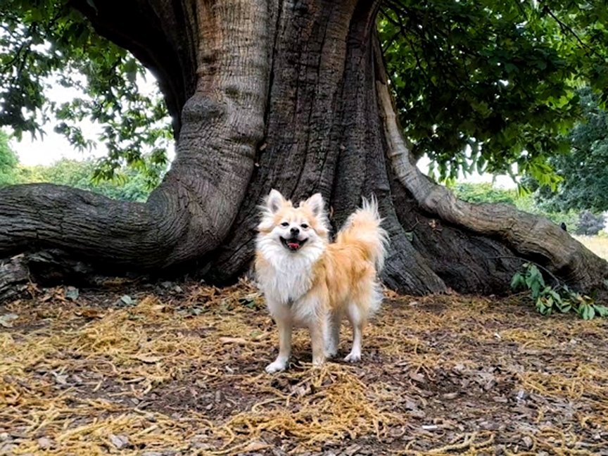 Beneath the shade of an ancient tree a playful Theo roams wild & free. Together they stand in silent grace, a timeless tale in nature's embrace. Bound by roots & spirits untamed, their bond a song, forever proclaimed. Roots & paws entwined in time, a silent story that's sublime🫶