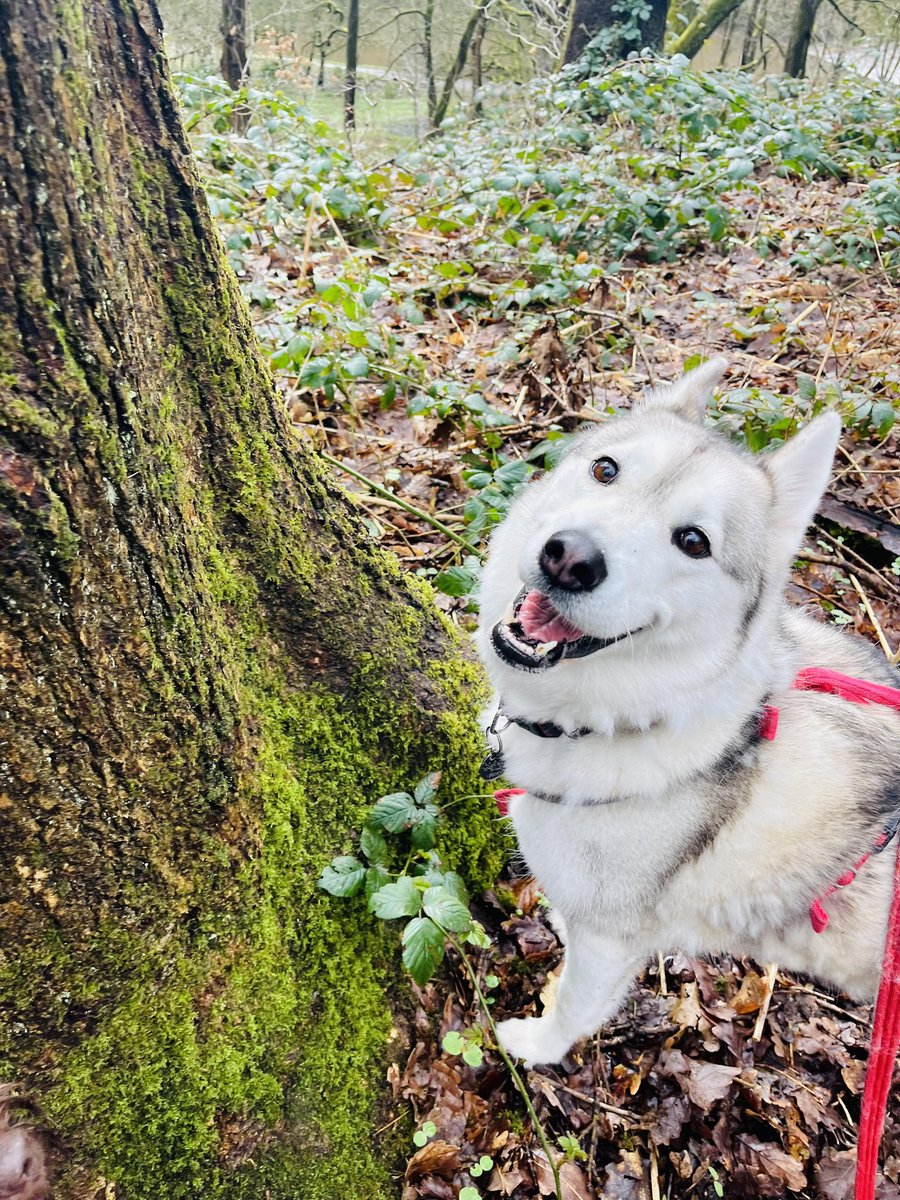 What do you think's up there..? 🌳💚