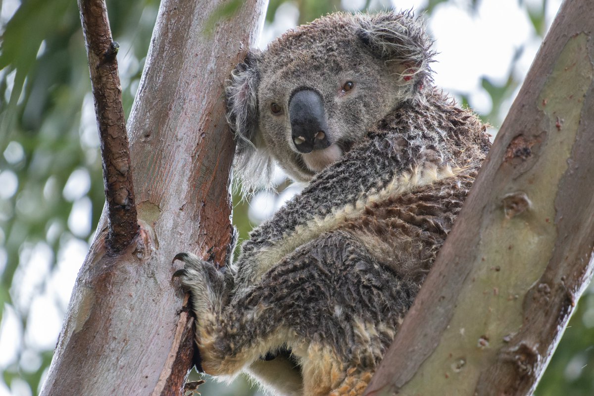 Jay's back from hospital after being treated for Cystitis and got a soaking from the rain. #friendsofthekoala