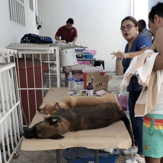 SALUD | Continúa en Acapulco la Jornada Nacional de Vacunación Antirrábica. 

Esta semana se visitaron 5 sedes. La Jornada continuará el lunes con una sede en la colonia Progreso. Los servicios son gratuitos. 

El bienestar animal es una causa común en Acapulco. 🐶🐱