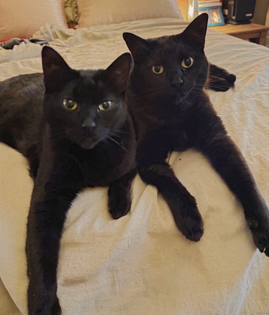 Drea Clark tweet media