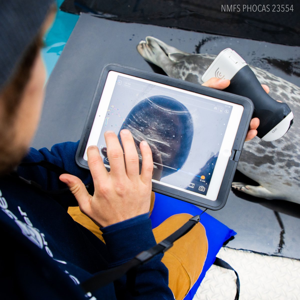 It's one of our favorite days of the year: International Day of the Seal!
How does the ASLC and the seals here support ice seal science?

Experts from the ASLC, the University of California Santa Cruz, and other partner institutions collaborate on the "PHOCAS" project.