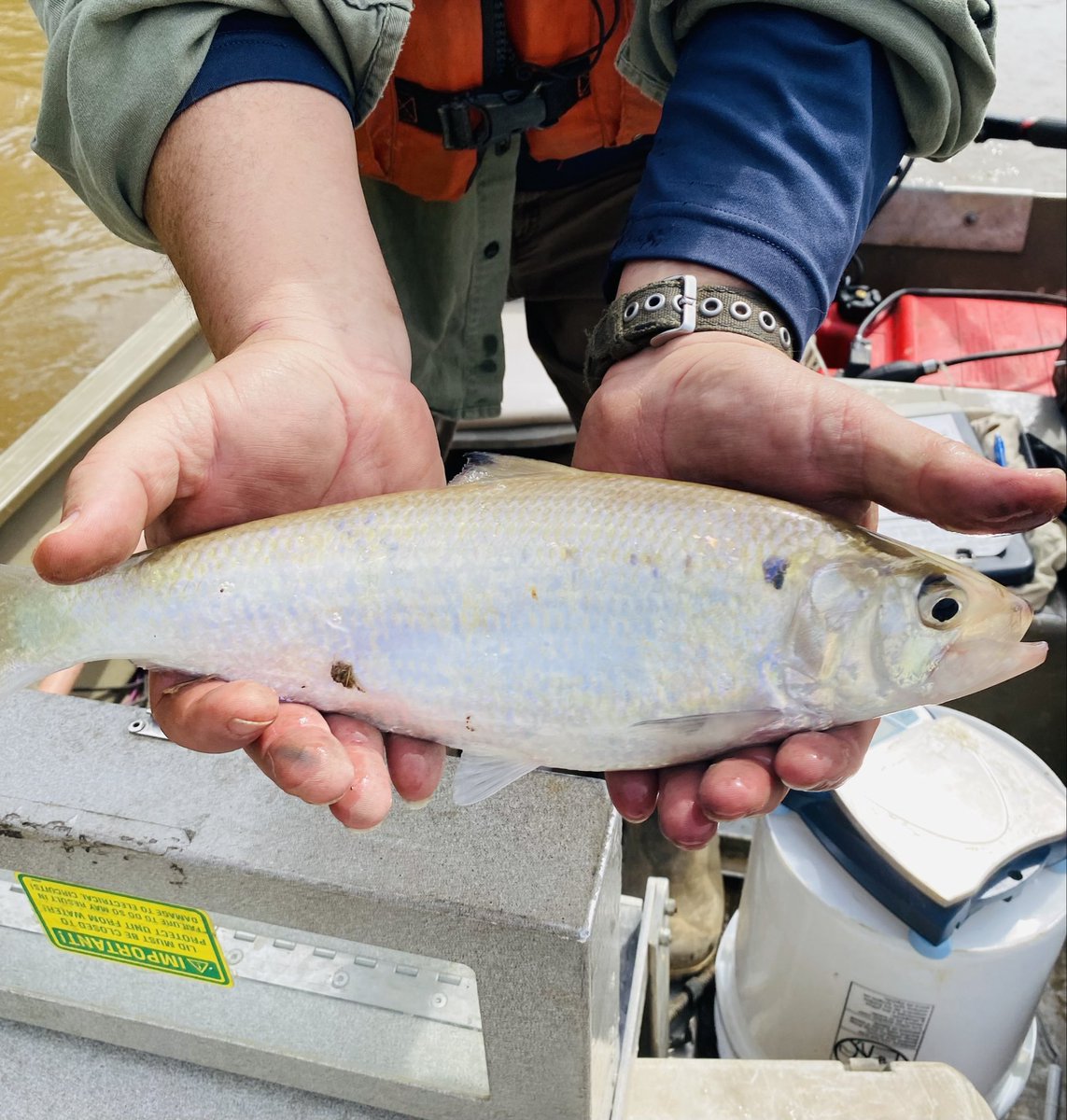 SRiderfishbio's tweet image. Water levels finally coming down just long enough for us to make our first #AlabamaShad sampling trip of 2024. The crew caught 1 female and were able to implant acoustic tag with a quick release. #fishtelemetry #fishbiology #fishtracking #Alosaalabamae