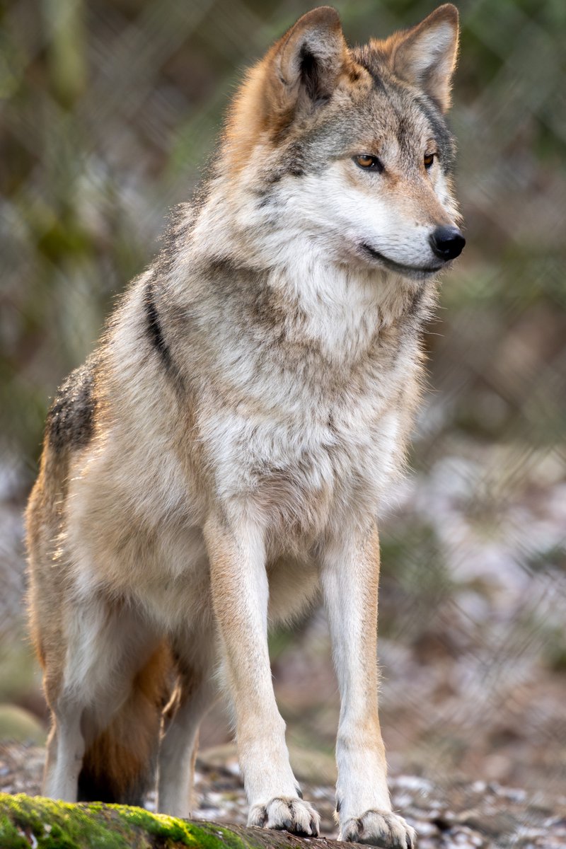 It’s #LoboWeek! Did you know the Mexican wolf is the smallest, rarest, most genetically distinct subspecies of gray wolf in North America? Mexican wolves typically weigh 50-80 pounds, measure about 5½ feet from nose to tail, and stand 28-32 inches at the shoulder. #wolfsanctuary