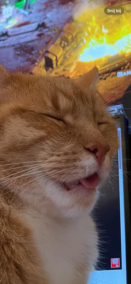 EVERYONE ADMIRE POSIJ's CAT