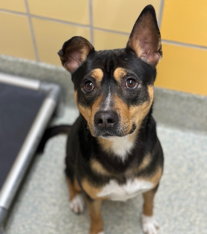HoustonSPCA's tweet photo. Our Adoption Center is filled with big-sized dogs ready to steal your heart. Visit our Adoption Center from 11 am to 6 pm to snag your new best friend! πΆπ
#BigDogs #AdoptMe #AdoptableDogs #RescuePup #AdoptionHighlight #Houston #SPCA https://t.co/m6unzqO1ar