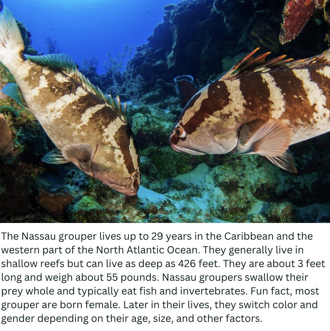 ORAI_reefs's tweet photo. Nassau grouper are vital to reefs because they help promote coral growth and maintain balance among the fish populations.
#Nassaugrouper #grouper #fish #friday #fishfacts #fridayfacts #animalfacts #marinelife #savetheocean #overfishing #endangeredspecies #oceanrescuealliance https://t.co/6QQ3ZttYgX