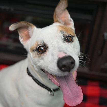 We're getting so close to meeting our shelter run goal! Can you help get us there? We'll be visiting the Cecil and Calvert County, MD shelters to bring food and supplies next month. tails-of-hope.org/unleash-the-fu…