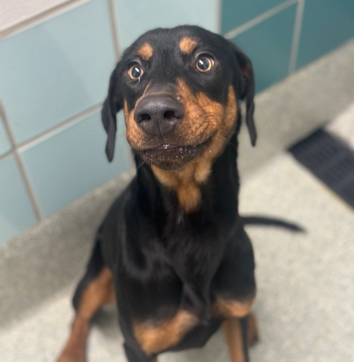 HoustonSPCA's tweet photo. Our Adoption Center is filled with big-sized dogs ready to steal your heart. Visit our Adoption Center from 11 am to 6 pm to snag your new best friend! πΆπ
#BigDogs #AdoptMe #AdoptableDogs #RescuePup #AdoptionHighlight #Houston #SPCA https://t.co/m6unzqO1ar