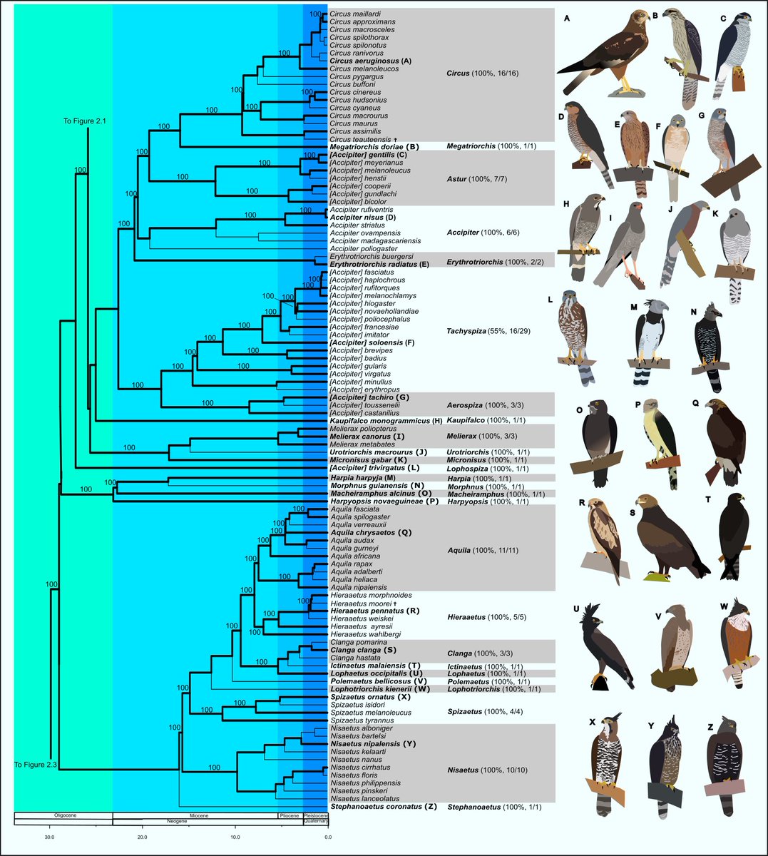 Excited our (@MatthewHalley & Stacy Pirro) 237 species hawk phylogeny is out. With a mix of Whole Genome Sequencing and legacy data we split Accipiter into several genera and determine the placement of several weird hawks (I also drew a ton of birds!) academic.oup.com/biolinnean/art…