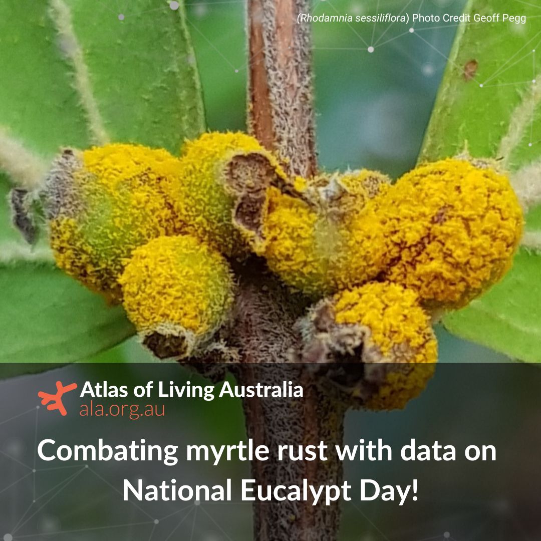 📢 Spread the word (not the rust) on #NationalEucalyptDay! Eucalypts are threatened by #MyrtleRust, by collecting data with #CitSci you can help preserve biodiversity! 🔗 spr.ly/6011koH9D @inaturalist @NatureMapr @ANPlantC @Eucalyptaus @_Alyssa_Martino @CostasGarden