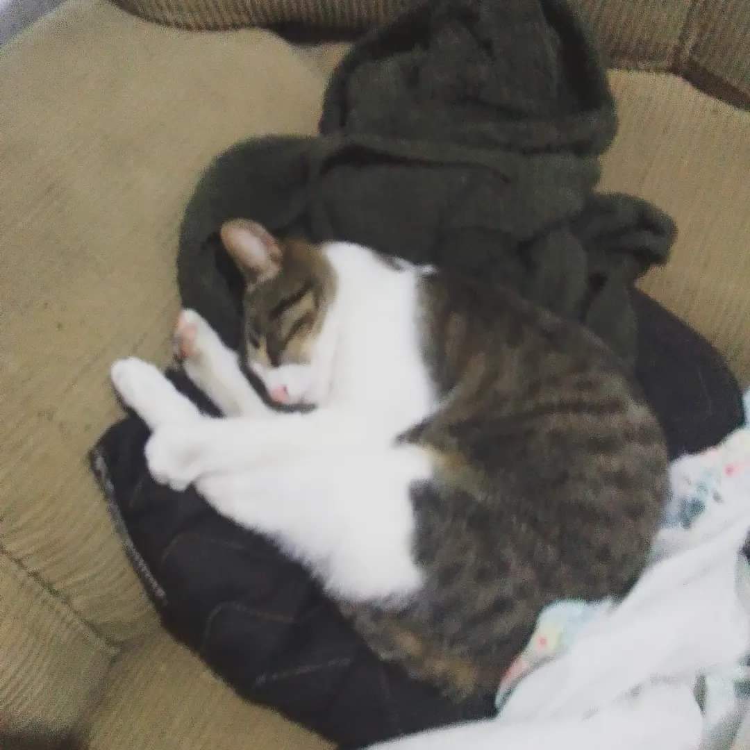 Zwsdesigner's tweet photo. @rollercoin_com Her name is Moon and the best memory is everytime she fall sleep in the form of a moon xD

https://t.co/JqaC5OjbOC
#RollerPets @SomethingExiste https://t.co/uevuq4weRU