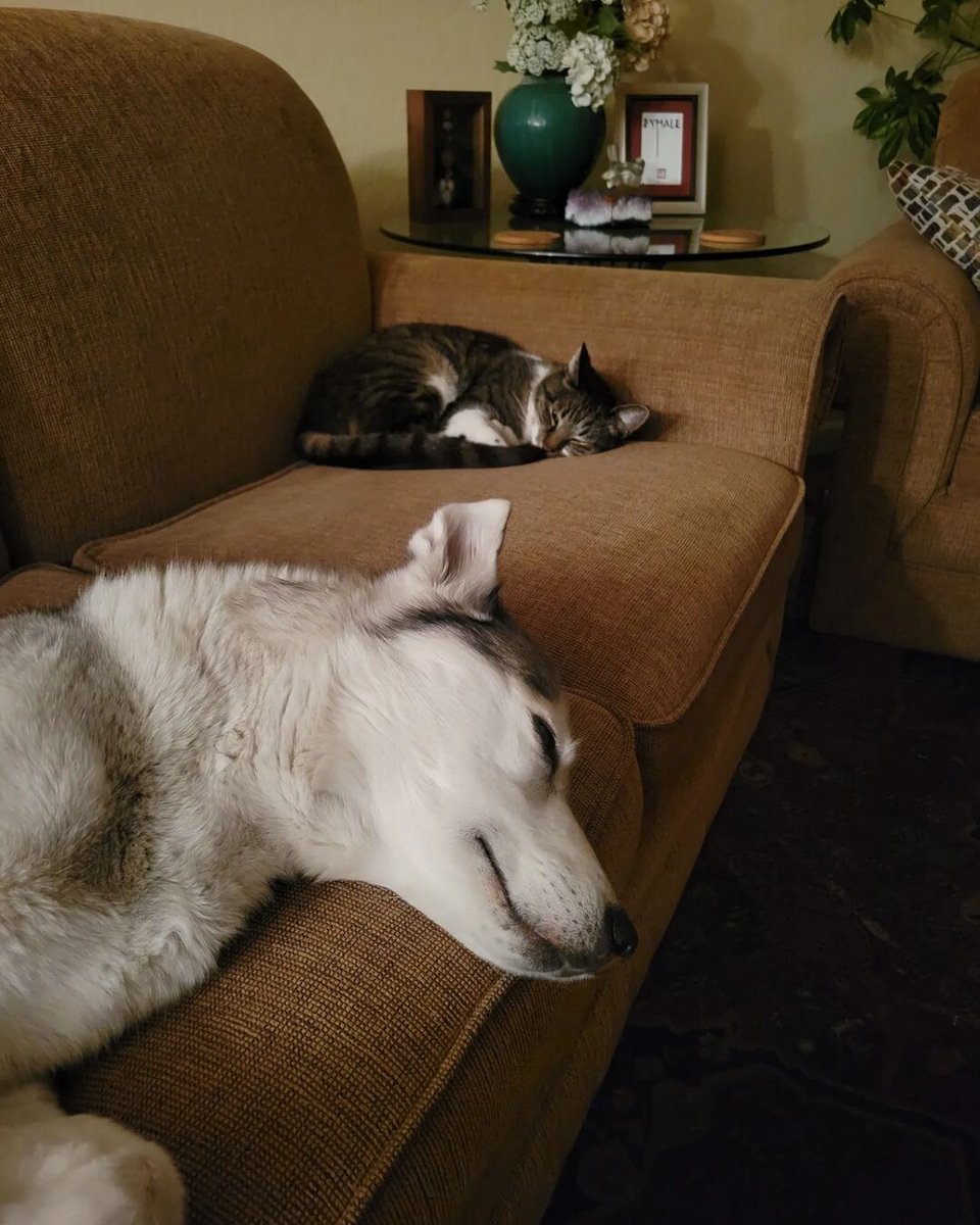 Swipe to see a friendship blossom. 🥰 👉 Lola the Husky travels with her human, making furry friends with all the pets they sit along the way! Thank you to @lolajanethehusky for today's #TrustedTales. 🐾 #TrustedHousesitters #PetWanderlust