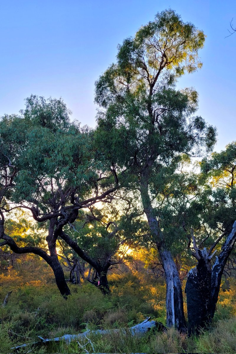 Sunrise through the beautiful gums while surveying Endangered Pookilas. Happy National Eucalypt Day, everyone! We are so lucky to be surrounded by these mighty beauties 🌳 @ZoosVictoria @DrPABurns #NationalEucalyptDay #Pookila #Fieldwork