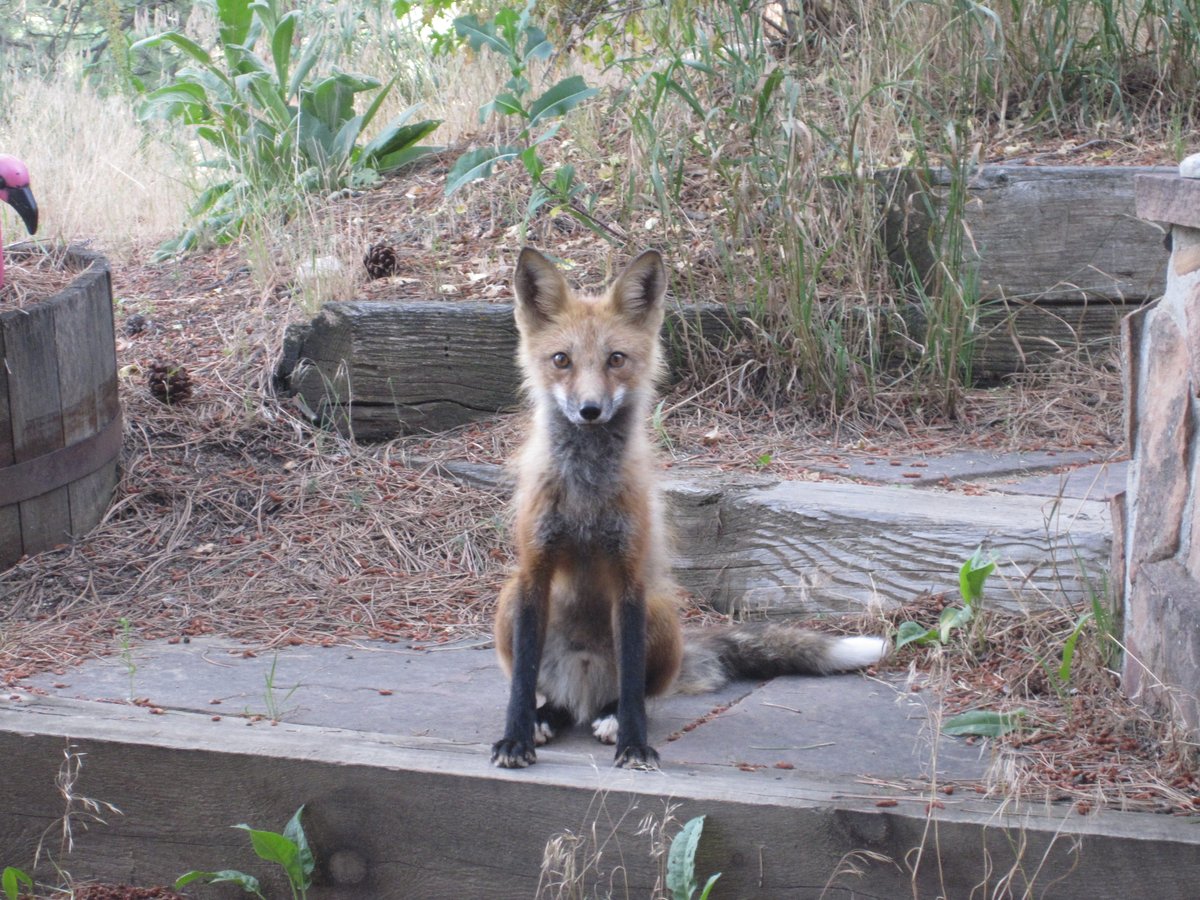 Marc Bekoff tweet media