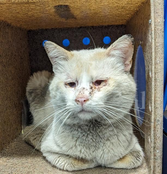 Poor Siamese boy cat 'Chuck' at #Devore
looks like he's been through a war!
He needs our love & help & more
to get out of the shelter door!
If  in #SanBernardinoCA adopt this dear
& help him know love & shed his fear
Or pledge for rescue & it must be fast
& before this dear boy