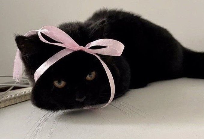 animalswithbows's tweet image. 