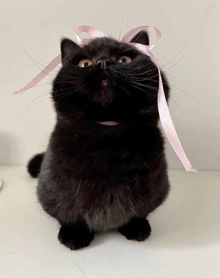 animalswithbows's tweet image. 