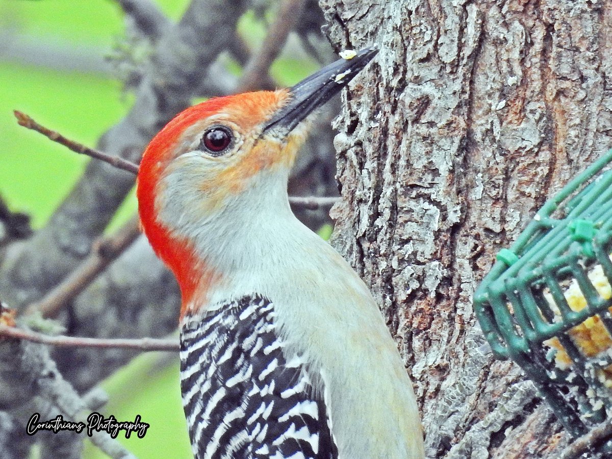 #redbelliedwoodpecker #woodpecker #bird #nature #naturephotography #wildlife #naturelovers #birdphotography #wildlifephotography #birding #animals
