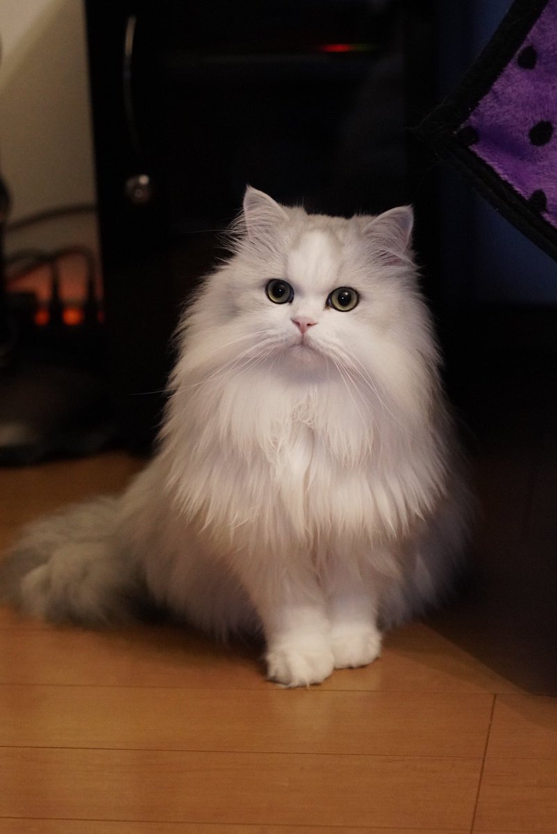 『先日助けて頂いたワタアメです』