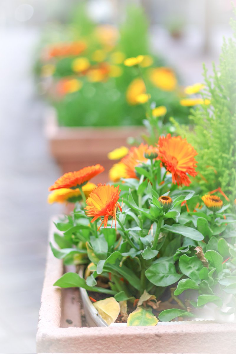 単焦点レンズでお花撮りました🏵️

#単焦点レンズ
#イタリア街