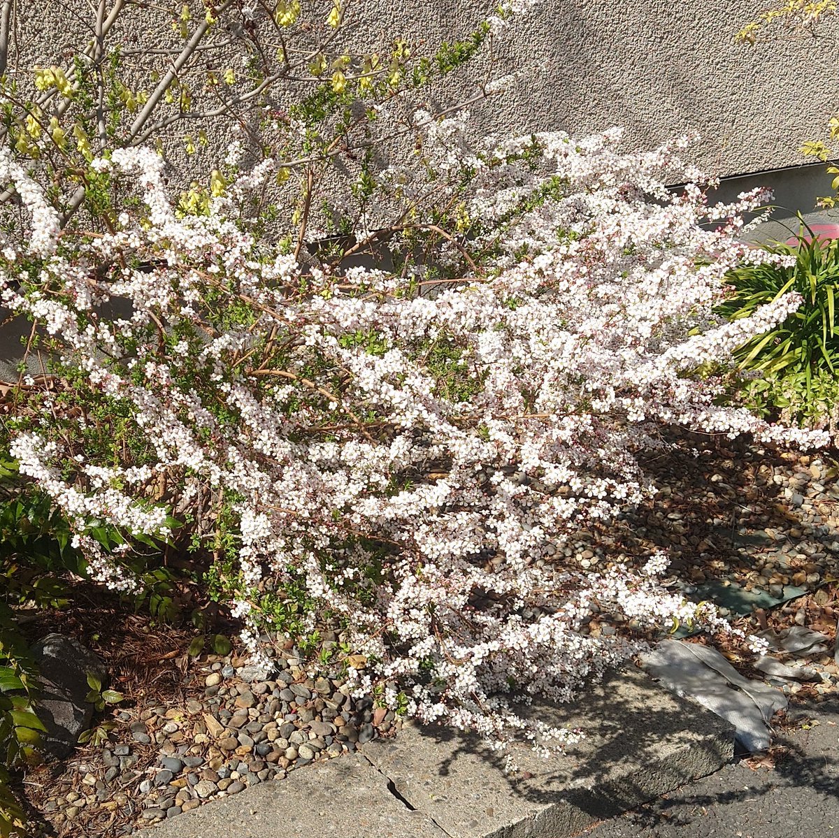 ご近所さんの庭があまりにもきれいだったので、パシャリ
まるで小さい桜
#ピンクユキヤナギ(たぶん)