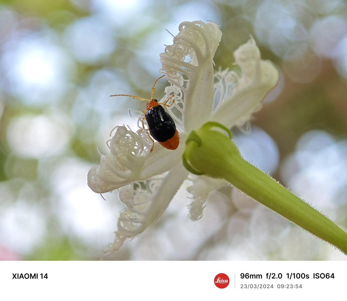 Siva_Bharani's tweet image. Shot on #Xiaomi14 #NoEdit
#ProMode #Macro
Colours are wow
I guess it is better to choose pro mode for macro
Auto mode will keep switching the focus
#Xiaomi14Series