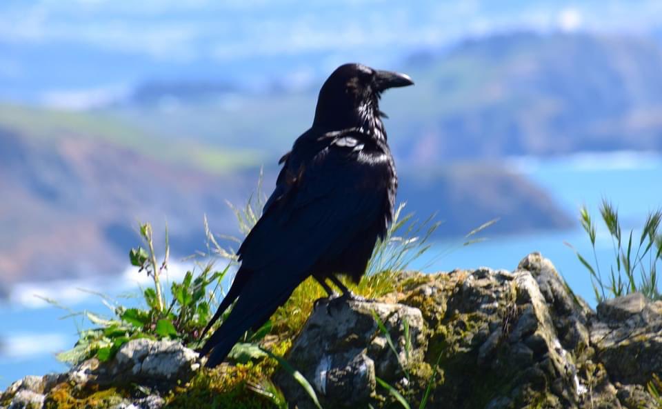 A raven and a Pileated Woodpecker on the California coast.