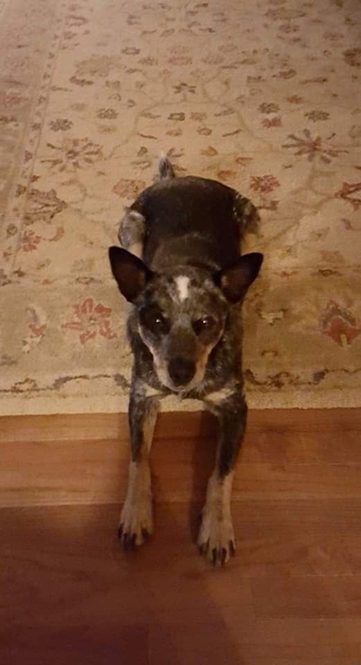 prbest12's tweet photo. @OUontheAir David and Pam Best in Primm Springs Tennessee 
And Blue Dog https://t.co/Pgl5kEKoRw
