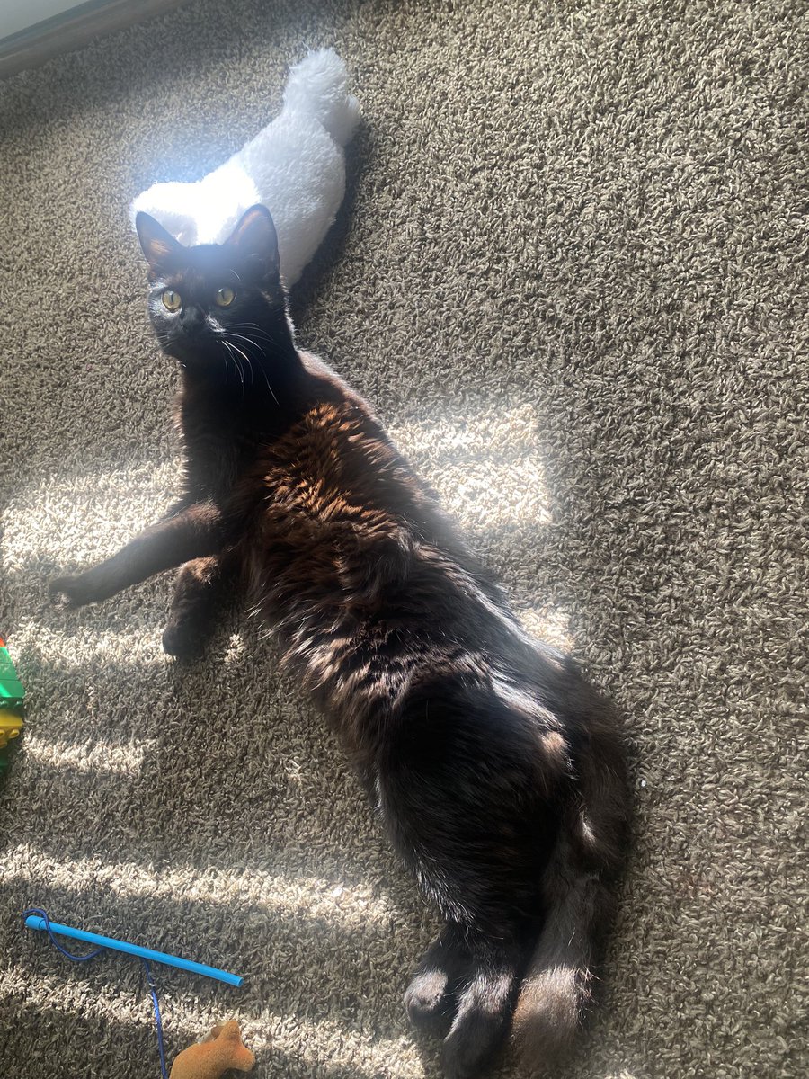 getz_grace's tweet photo. Rusty McGriddle the cat . https://t.co/xz8zmefCxm