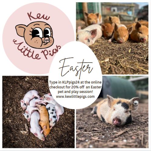 Easter is almost here, and we are offering 20% discount off a pet and play session! Don't forget to book early to avoid disappointment! #kewlittlepigs #micropigs #easterdaysout #familydaysout #piggyfun #piglets